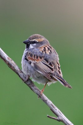Dead Sea Sparrow (Passer moabiticus)