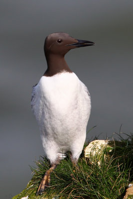 Common Guillemot (Uria aalge)