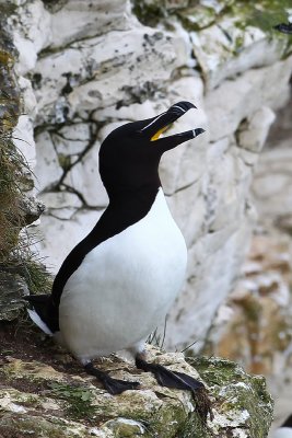 Razorbill (Alca torda)