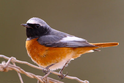Eastern Common Redstart (Phoenicurus phoenicurus samamisicus)