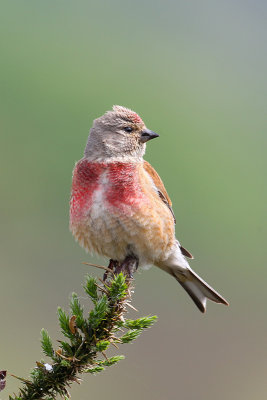 Eurasian Linnet (Linaria cannabina)