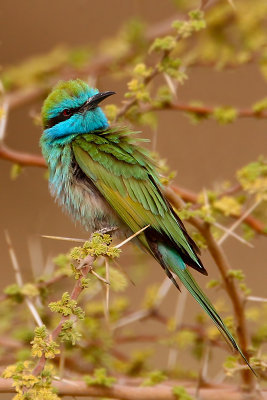 Little Green Bee-eater (Merops orientalis)