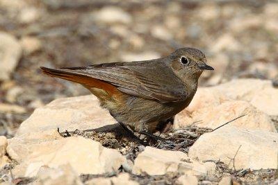 Black Redstart (Phoenicurus ochrurus semirufus)