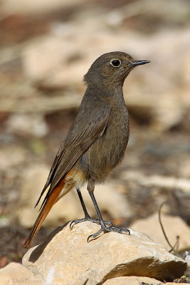 Black Redstart (Phoenicurus ochrurus semirufus)