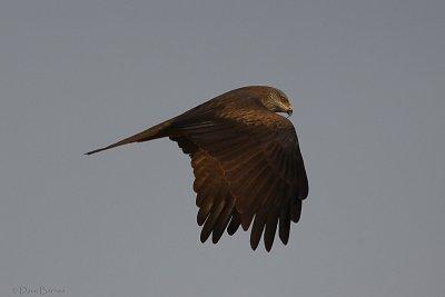 Black Kite (Milvus migrans)