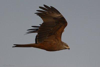 Black Kite (Milvus migrans)