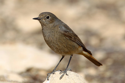 Black Redstart (Phoenicurus ochrurus semirufus)