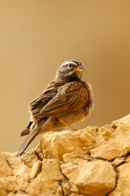 Striolated Bunting (Emberiza striolata)