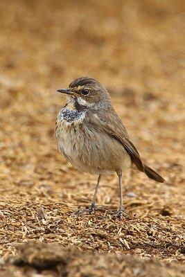White-spotted Bluethroat (Luscinia svecica)