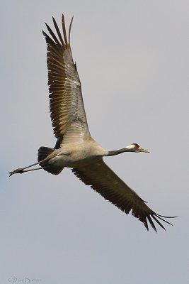Common Crane (Grus grus)