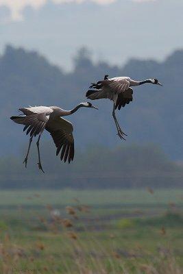 Common Crane (Grus grus)