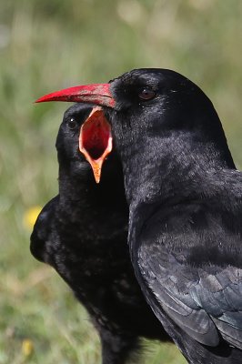 Red-billed Chough (Pyrrhocorax pyrrhocorax)