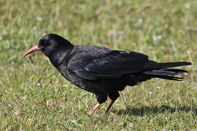 Red-billed Chough (Pyrrhocorax pyrrhocorax)