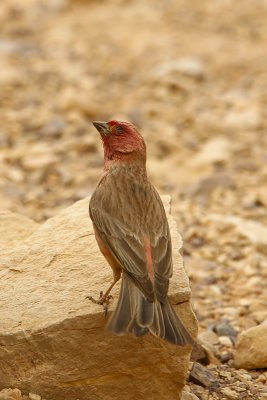 Sinai Rosefinch (Carpodacus synoicus)