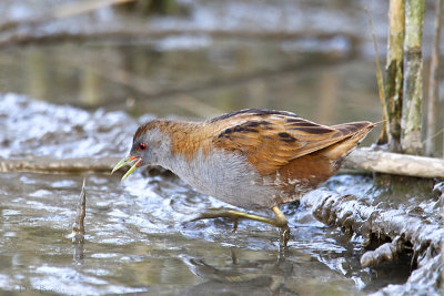 Little Crake (Porzana parva)