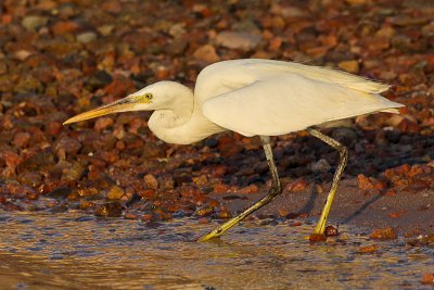 Western Reef Egret (Egretta gularis)