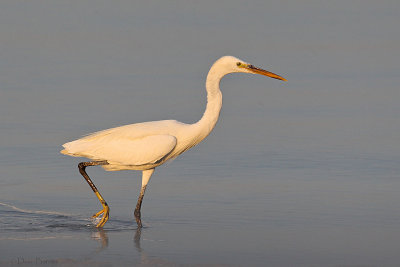 Western Reef Egret (Egretta gularis)