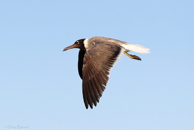 White-eyed Gull (Ichthyaetus leucophthalmus)