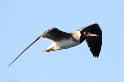 White-eyed Gull (Ichthyaetus leucophthalmus)