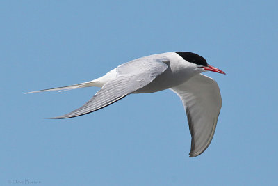 g4/93/924993/3/145750653.GLHYbG8N.jpg