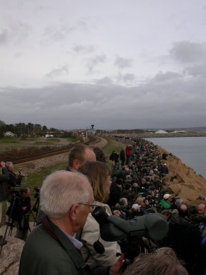 A UK mega twitch - Long-billed Murrelet, Devon November 2006