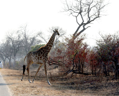 Jay-walking Giraffe