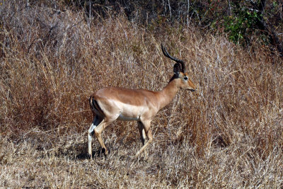 Male Impala