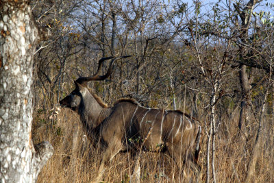 Partially hidden male Kudu