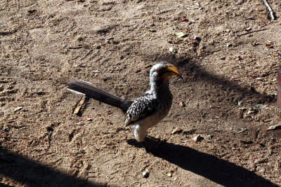 Hornbill  