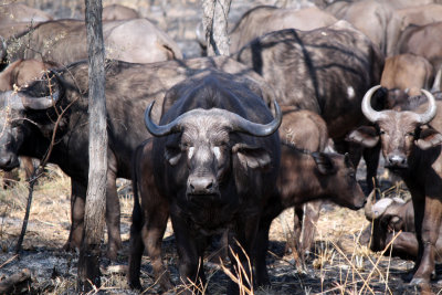 Small Herd of Cape Buffalo