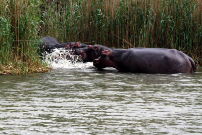 Hippo disagreement