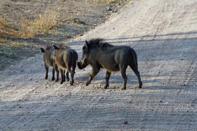 Mother and Young Warthogs