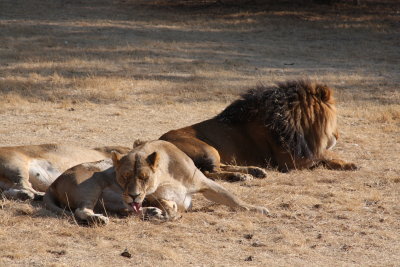 Resting Lions