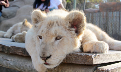 Sweet Lion Cub