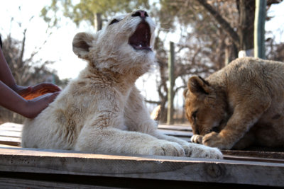 Yawning Lion Cub