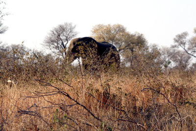 South African Safaris  2012