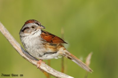 Bruant des marais - Swamp Sparrow - Melospiza georgiana