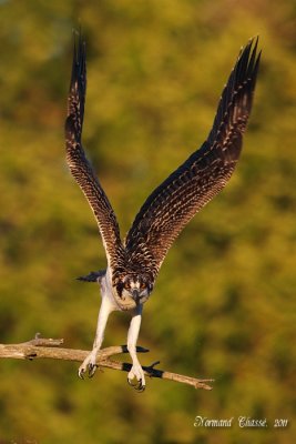 Balbuzard pêcheur - Osprey