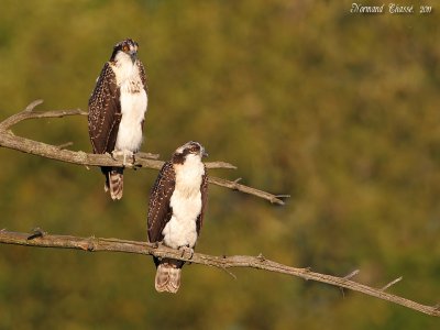Balbuzard pêcheur - Osprey