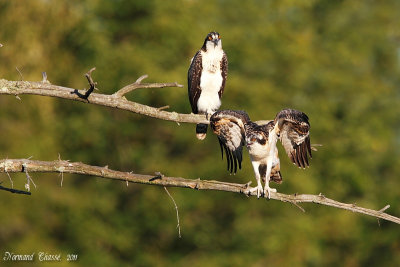 Balbuzard pêcheur - Osprey