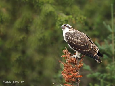 Balbuzard pêcheur - Osprey