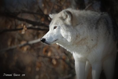 _61P4432.jpg