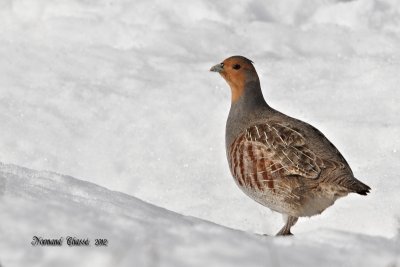 Perdrix grise - Gray Partridge - Perdix perdix