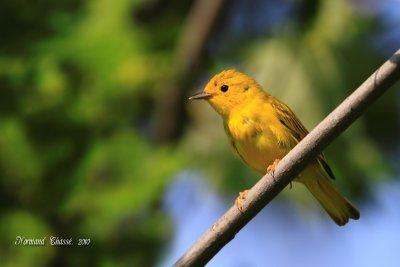 Paruline jaune - Yellow Warbler - Setophaga petechia