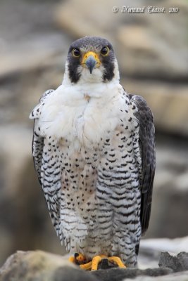 Faucon pèlerin - Peregrine Falcon - Falco peregrinus