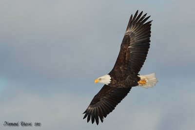 Pygargue  tte blanche - Bald eagle