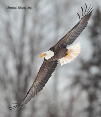 Pygargue  tte blanche - Bald Eagle