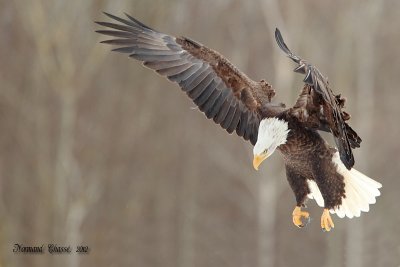 Pygargue  tte blanche - Bald Eagle