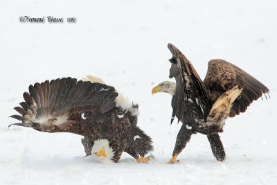 Pygargue  tte blanche - Bald Eagle
