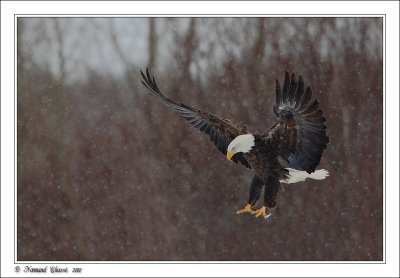 Eagle Watch -  2010, 2011, 2012